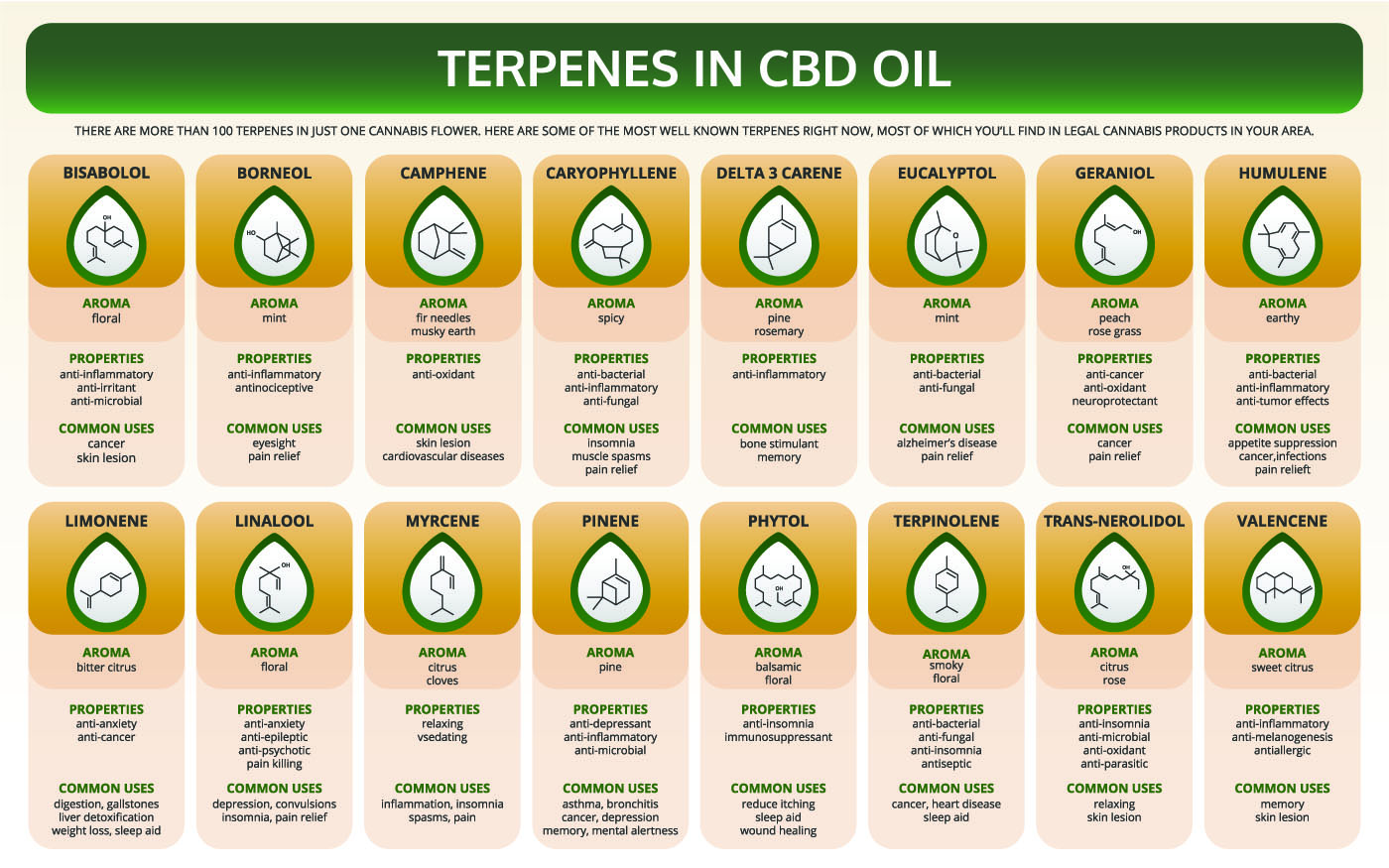 Terpenes in CBD Oil infographic